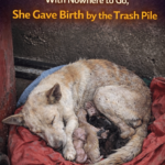 No One Cared About the Sick Stray Mama – With Nowhere to Go, She Gave Birth by the Trash Pile