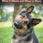 My Dog’s Head Tilts Randomly: What It Means and When to Worry