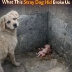 He Led Us To A Corner… What This Stray Dog Hid Broke Us