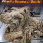 A 2-Year Rescue Journey: When Fur Becomes a “Shackle”