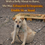 16 Years Chained Outdoors: The Recovery Journey of an Elderly Dog with a Belly About to Burst