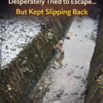 In -10° snow, a trapped stray desperately tries to escape a ditch but keeps slipping back