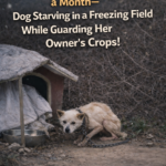 She Was Fed Only 3 Times a Month—Dog Starving in a Freezing Field While Guarding Her Owner’s Crops!
