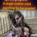 Leilin: The Rebirth of an Abandoned Mother and the Journey to Restore Trust