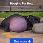 Bonita: The Journey from a Swollen Belly to the Arms of Love