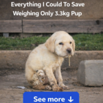 Fubo: A Miracle Born of Love and Perseverance