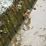 In -10° snow, a trapped stray desperately tries to escape a ditch but keeps slipping back