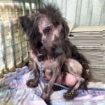 Leilin: The Rebirth of an Abandoned Mother and the Journey to Restore Trust