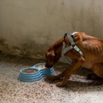 Discarded and Eating Scraps to Survive, His Soul Finally Healed with a Warm Meal