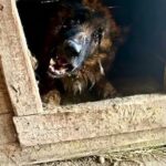 Locked in Darkness for Life, His Legs Trembled When He Finally Saw the World