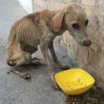 He is Shy, Timid, Does Not Dare to Face a Painful Truth That He Has Endured