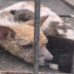 “Please Save Us…” – The Mother Dog Asked for Nothing for Herself, Only Hugged Her Child Tightly