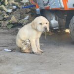 Fubo: A Miracle Born of Love and Perseverance