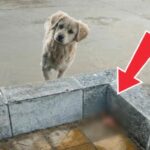 He Led Us To A Corner… What This Stray Dog Hid Broke Us