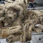 A 2-Year Rescue Journey: When Fur Becomes a “Shackle”