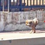 A Journey of Resilience: The Two-Legged Puppy Finding a New Life