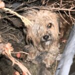 A Miraculous Transformation: The Exhausted Mother Dog and Her Puppies in the Ditch