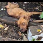 Halia’s Story Matters: A Journey from Agony to a Miraculous Revival