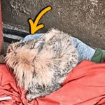 No One Cared About the Sick Stray Mama – With Nowhere to Go, She Gave Birth by the Trash Pile