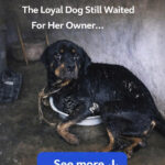 Curled Up in the Cold: The Heroic Rescue of Dogs Left Behind in the Great Flood