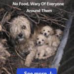 A Miraculous Transformation: The Exhausted Mother Dog and Her Puppies in the Ditch