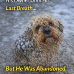 Frozen Dog Waited for His Owner Until His Last Breath… But He Was Abandoned