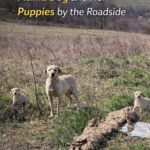 The Journey to Rescue an Abandoned Dog Family by the Roadside: Motherly Love and a New Hope
