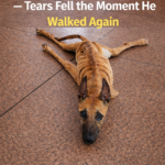 The Miraculous Journey of Cavalete: From Being Labeled “Useless” to the Miracle of Walking Again