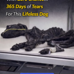 She Was Left in ER With Zero Chance… 365 Days of Tears For This Lifeless Dog