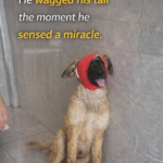 ‘Will I be blind forever?’ He wagged his tail the moment he sensed a miracle