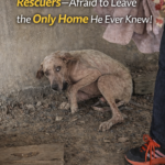 Heartbreaking Loyalty: The Dog Who Waited Faithfully for Owners in an Empty House