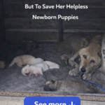 Her Last Wish Wasn’t for Herself… But to Save Her Helpless Newborn Puppies