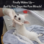 Frozen Like Wood… A Dog in Deep Coma for Days Finally Wakes Up—And Its First Steps Are Pure Miracle!