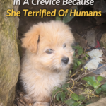 Breaking the Walls of Fear: Rescuing the Little Dog Hidden Deep in a Crevice