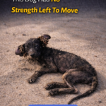 Oreo: From Trembling Steps on Hot Sand to Joyful Leaps After 6 Months