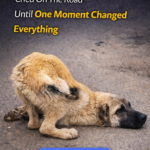 No One Helped As This Dog Cried On The Road — Until One Moment Changed Everything