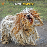 Tootsie’s Rescue Journey: A Miracle for a Poodle Blinded by Her Own Fur