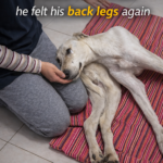 Called ‘Useless’ for 6 years, he cried the moment he felt his back legs again