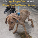 Being Shooed Away For His Whole Life, Ugly Puppy Cried When I Offered Food And Showed Him Love…