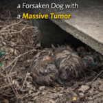 A Miracle for Life: The Rescue Journey of a Forsaken Dog with a Massive Tumor