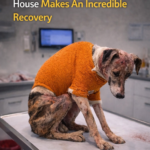 Dog Rescued From Burning House Makes An Incredible Recovery