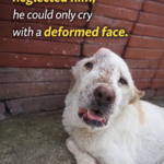 The owner locked him up and neglected him, he could only cry with a deformed face.