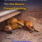 This 3-Legged Dog Was Terrified Of Everyone… Then One Moment Changed Everything