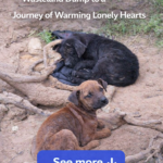 Masha and Dasha: From a Wasteland Dump to a Journey of Warming Lonely Hearts
