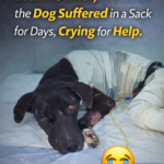 Punished by a Drunk Owner, the Dog Suffered in a Sack for Days, Crying for Help