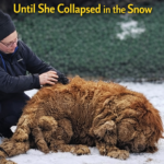 From a matted mass to a loving home: The Miraculous Transformation of Spout