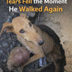 He lay motionless in the ditch for days, while thousands of flies gnawed at his festering paw.