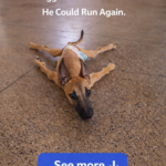 Called ‘Useless’ for 4 years, he wagged his tail the moment he could run again