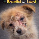 From Hairless Stray to Beautiful Companion: A Journey of Love and Healing