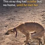 Skinny, injured, and abandoned… This stray dog had a collar but no home, until he met her